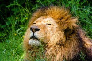african-lion-951778_1920