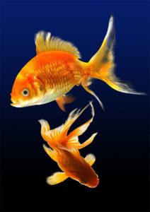 fish-1607379_1920