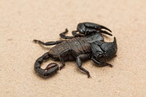 scorpion-1001742_1920
