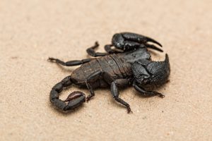 Skorpion – Das Sternzeichen und seine Eigenschaften